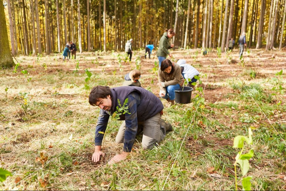 Un groupe de volontaires plante des arbres dans la forêt dans le cadre d Un groupe de volontaires plante des arbres dans la forêt dans le cadre d