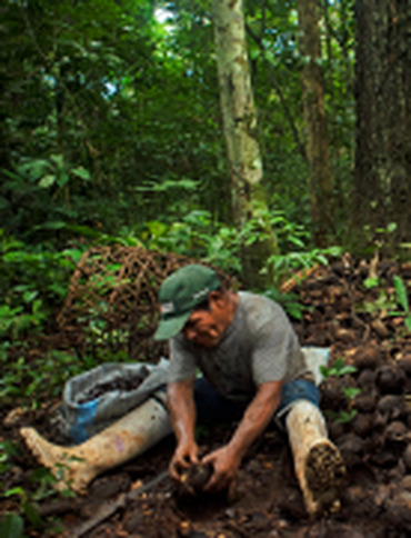 Projet dans les concessions de noix du Brésil à Madre de Dios